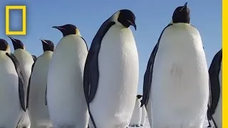 All About the Emperor Penguin | Continent 7: Antarctica