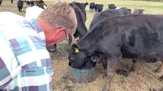 Feeding Biochar to Cows   Doug Pow