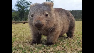 Intense research squeezes out why Wombat poo is squared