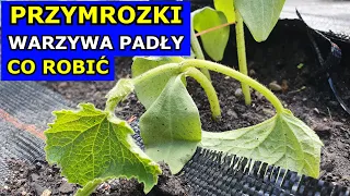 Przymrozki Warzywa PADŁY Co Robić. Pomidory, Ogórki, Seler, Klapnięte Liście i Całe Warzywa, Uprawa.