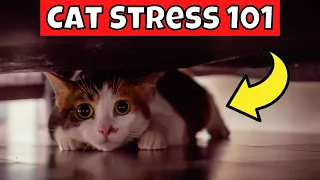 How to Tell if Your Cat is Stressed (Cat Stress 101)