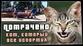 Кот, который все испортил | ПОТРАЧЕНО | приколы