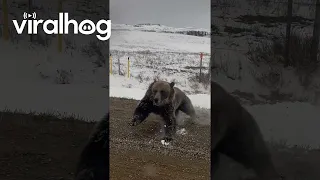 Grizzly Bear With Cubs Charges Truck on Rural Road || ViralHog