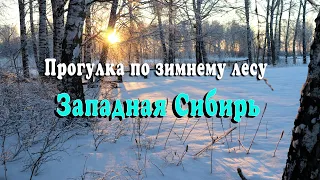 Прогулка по зимнему лесу. Западная Сибирь