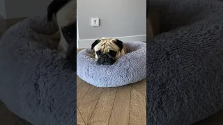 Мопс просто лежит с закрытими глазами (нет) #sebekpug #pug #pugs #мопс #мопсы