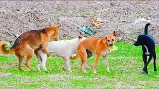 Short Film Of Dog Mating|Male And Female Dogs Mating|Dog Mating In Desert(Rohi)|Poly Dogs Mating