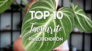 My Top 10 Philodendron! | All easy-care!