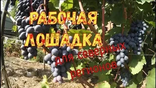 Agate Donskoy. Overview of Vadim Tochilin Vineyard Varieties