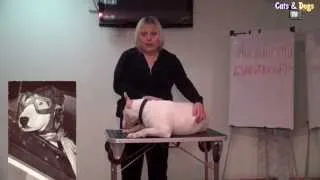 Cats&DogsTV - УДИВИТЕЛЬНЫЙ МИР СОБАК - АНГЛИЙСКИЙ БУЛЬТЕРЬЕР / BULL TERRIER DOG BREED