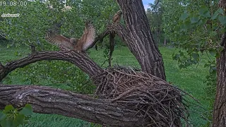 Bonnie & Clyde 5-2-24.  Hootlets on the Jungle Gym; Bonnie Feeds Both; Annie Climbs the Nest Tree!😊