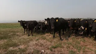 Cattle industry hit hard by Bootleg Fire