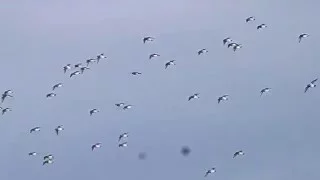 European Golden Plover - Pluviers dorés - Pluvialis apricaria