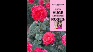 Rose Gardening Tips: Grow HUGE Long Stem Roses! 🌹 Shirley Bovshow ( #Shorts)