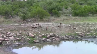 Wild dogs and hyenas fight