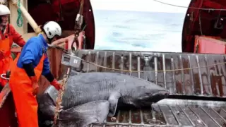 400 year old Greenland shark ‘longest living vertebrate’