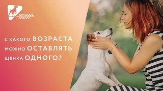 С какого возраста можно оставлять щенка одного?