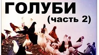 Галилео. Голуби (часть 2)