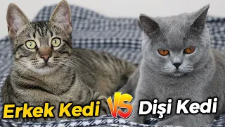 DİŞİ KEDİ vs ERKEK KEDİ 😺 (Dişi ve Erkek Kedi Farkları. Hangisini Sahiplenmelisiniz?)
