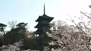 阿字観　心月　横浜市三渓園にて“Ajikan” and “ Shingetsu”  at Sankeien Garden, Yokohama