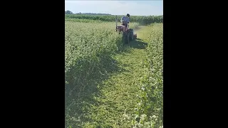 Bush Hog flail mower and Power King Tractor, green mulching buckwheat!