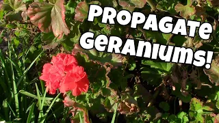 🌻 Geranium Propagation by cuttings! (in Water & Dirt)