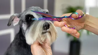 SCHNAUZER GROOMING - Puppy cut style - Short eyebrows