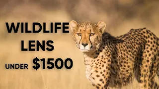 Best Budget Wildlife Lenses Under $1500