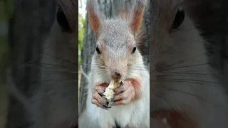 Спокойно едим орешек / Calmly eating a nut