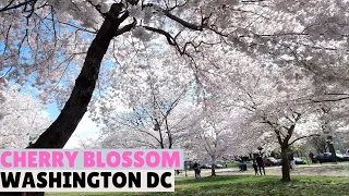 Cherry Blossom Washington DC          Flores de cerezos