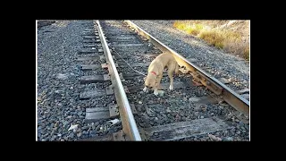 Man Finds Puppy Tied To Railroad Track, When He Realises The Truth, He Races To Beat The Train