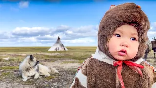 Life of reindeer herders in Yamal. Traveling with deer and setting the choum. Tundra. The Far North