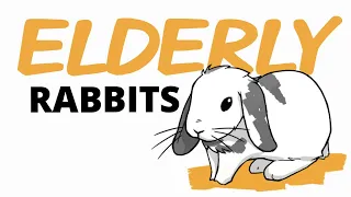 10 Tips to Care for Your Elderly Rabbit