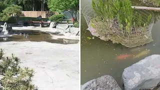 San Jose's beloved Japanese Garden has empty Koi ponds