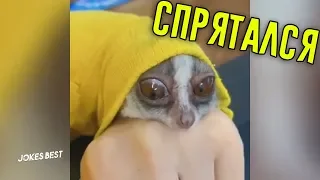 ЛЮТЫЕ ПРИКОЛЫ 😂 ПОПРОБУЙ НЕ ЗАСМЕЯТЬСЯ | ЛУЧШИЕ ПРИКОЛЫ 2019 АПРЕЛЬ №4