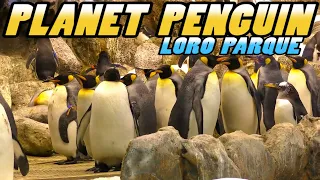 Loro Parque: PLANET PENGUIN - Tenerife (4k)