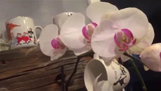 How I rescue Phalaenopsis orchids that have root loss