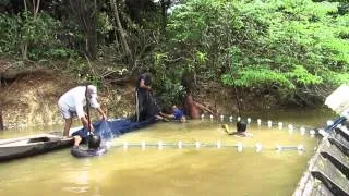 Collecting and selecting Green Discus - Rio Mineruà