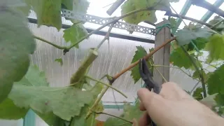 Предварительная обрезка винограда