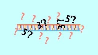 The definition to 5' end and 3' end of a DNA strand - Simple animated HD