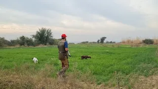 Partridge (teeter) hunting video in pakistan by waqaas khan 2023,2024