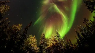 Forrest Northern Lights 4k