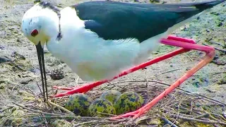 Water birds and their chicks in field