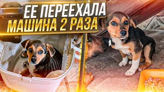 Ее переехали 2 раза. Забираю щенка с Новопавловска в Ставрополь