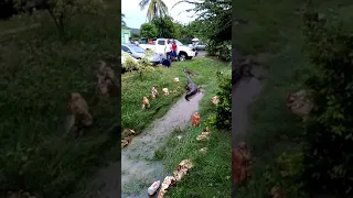 Large crocodile found in Jamaica residential community 2018