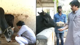 See How Pawan Kalyan Feeding Baby Cow At Farm | Pawan Kalyan Shows His Humanity | News Buzz