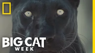 2015 Highlights | Big Cat Week