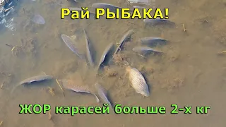 😲 Здесь можно ловить КАРАСЯ мешками?!⛔️ ЖОР огромных КАРАСЕЙ больше 2х килограмм, а воды по колено 🐟