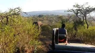 Elephant Mabula charges at Thula Thula game reserve