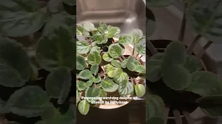 African Violet propagated and surviving