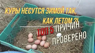 Куры НЕСУТСЯ ЗИМОЙ как ЛЕТОМ ?! ТОП 5 причин и условий. ПРОВЕРЕНО.